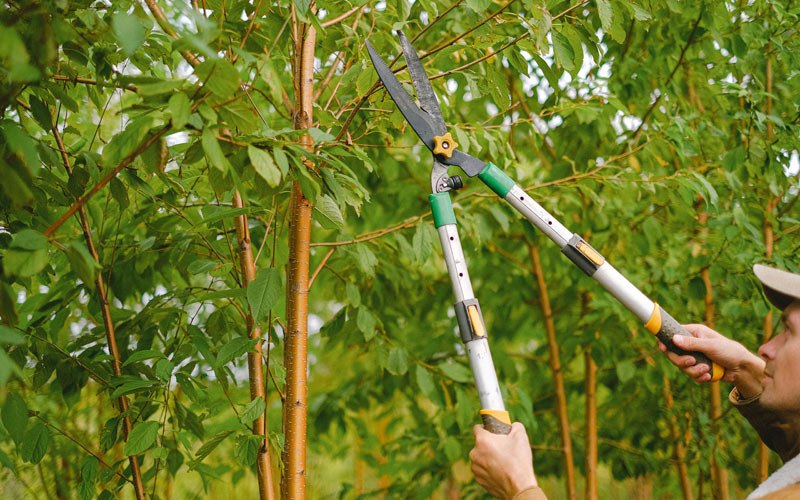 Tree trimming in Willow, NY