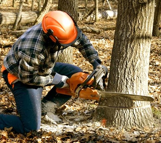 Tree Removal in Willow, NY